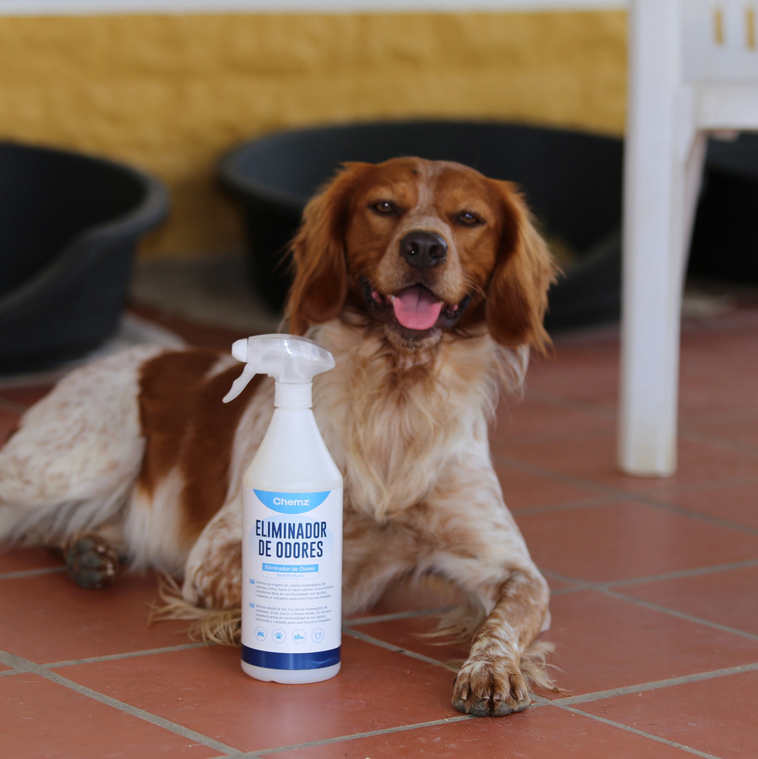 Como remover o odor de urina de cão e gato de forma definitiva