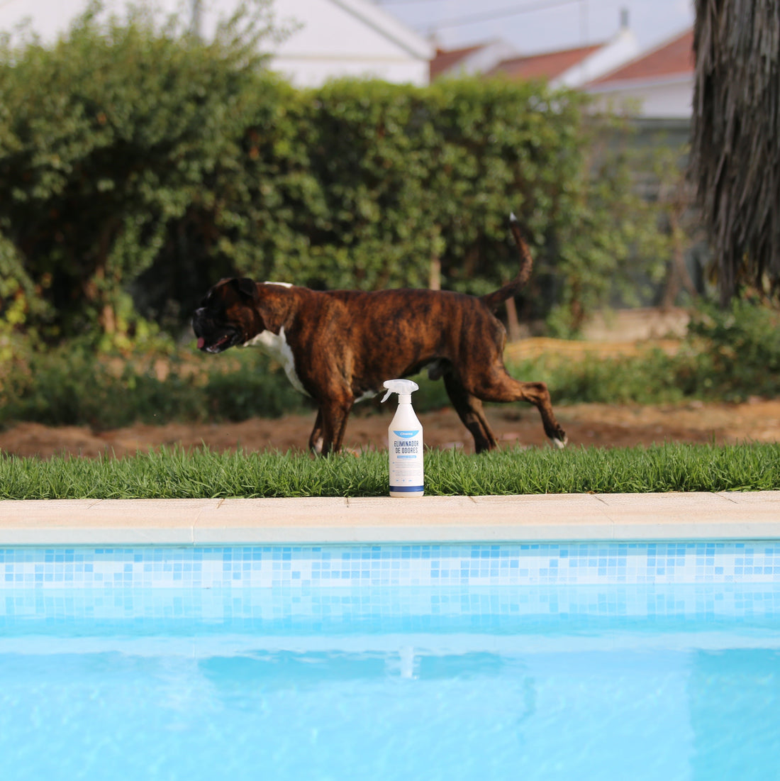 Como remover cheiro de urina de cão ou gato da relva artificial (sem danificar o material)